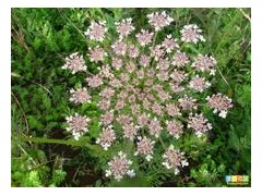 蛇床子提取物 10%蛇床子素浸膏 植物杀虫杀菌专用