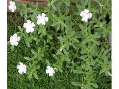 马齿苋提取物 假马齿苋皂甙50% 假马齿苋提取物