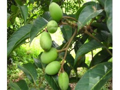 橄榄提取物 羟基酪醇 橄榄苦苷/甙 橄榄叶提取物