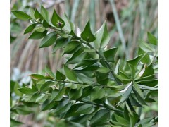 假叶树提取物 10%鲁斯可皂甙 抗炎 瓜子松提取物