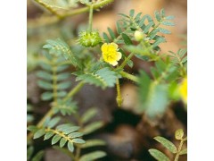蒺藜提取物  40%刺蒺藜皂甙