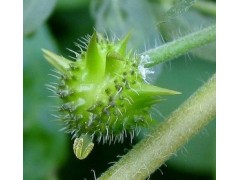 刺蒺藜的提取物