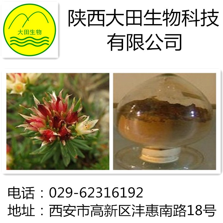 厂家现货供应红景天提取物