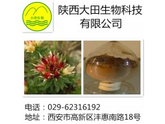 厂家现货供应红景天提取物