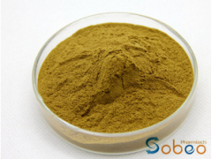 颠茄流㓎膏 颠茄㓎膏粉 颠茄提取物