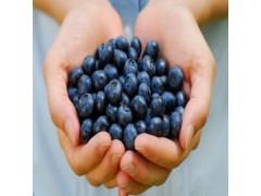 蓝莓果粉 水溶性好 冲剂饮料首选 现货供应中