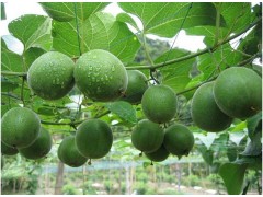 供应罗汉果提取物/CAS:6147-11-1 /山竺提取物