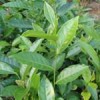 乌龙茶提取物、茶多酚