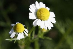 国际市场植物提取物需求激增促中国出口猛增