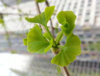 “银杏叶事件”背后：植物提取物市场遇成长烦恼