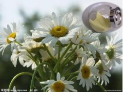 供应洋甘菊提取物