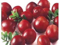 熊果苷  价格|厂家|直销|现货