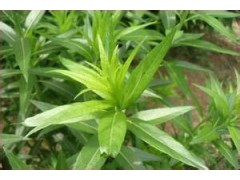 甘草提取物价格|厂家|直销|现货