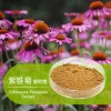 紫锥菊提取物  价格|厂家|直销|现货