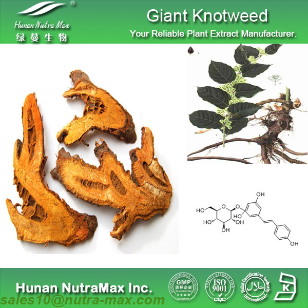 虎杖提取物（98%提取物白藜芦醇）
