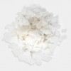 4-苯基苯酚|92-69-3 |防腐剂|现货供应|食品级