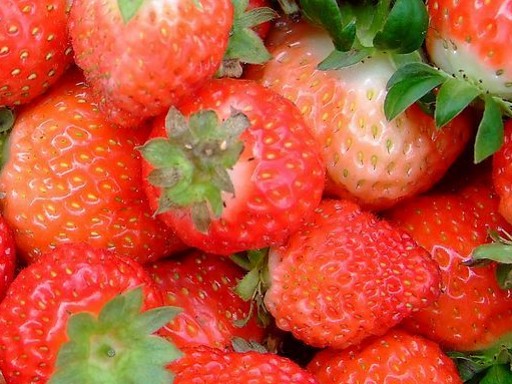 植物提取物，草莓浓缩粉，厂家大货直销