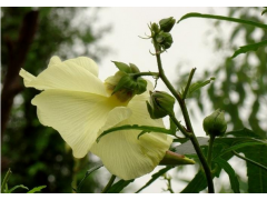 现货 栀子苷/24512-62-7@羟异栀子苷