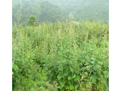 厂家供应博落回提取物，总生物碱60%