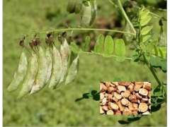 厂家直销--30%--50%黄芪提取物