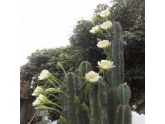 供应优质10:1 仙人掌提取物