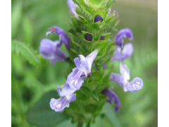 植物提取物厂家供应优质含量10:1的夏枯草提取物