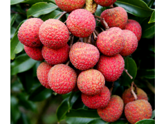 植物提取物厂家供应优质含量10:1 荔枝提取物