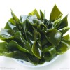 植物提取物厂家供应海带提取物