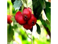 植物提取物厂家供应山楂提取物10-30%山楂黄酮