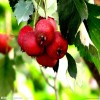 植物提取物厂家供应山楂提取物10-30%山楂黄酮