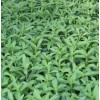 植物提取物厂家优价供应甜叶菊提取物&甜菊糖甙