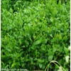 植物提取物厂家供应绿茶提取物-茶多酚,EGCG