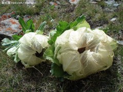 厂家供应雪莲花提取物