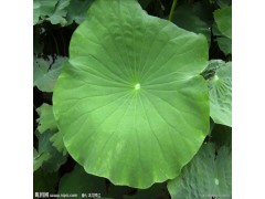 【厂家优质供应】荷叶提取物,荷叶碱【质量保证】