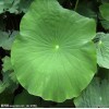 【厂家优质供应】荷叶提取物,荷叶碱【质量保证】