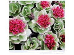 红景天提取物  3%总络塞维&1%红景天甙；3%络塞维