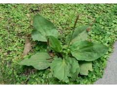 植物提取物厂家供应 车前草提取物