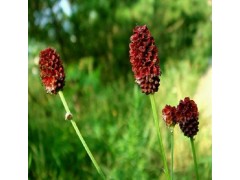 植物提取物厂家供应优质含量为10：1地榆提取物