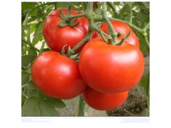 植物提取物厂家供应优质番茄红素