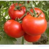 植物提取物厂家供应优质番茄红素