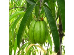 藤黄果提取物 HCA 50%,60%  羟基柠檬酸