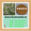 香薷提取物