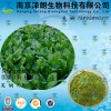 菠菜浓缩粉 工厂生产 代加工植物提取物