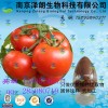 番茄浓缩粉 工厂生产 代加工植物提取物