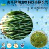 大葱浓缩粉 工厂生产 代加工植物提取物