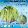 苦瓜浓缩粉 工厂生产 代加工植物提取物