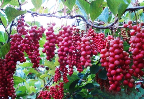 供应五味子提取物|（食品级/医药级）