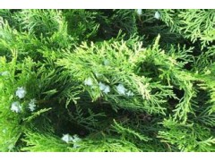 远成供应侧柏叶提取物（止血生发）