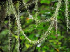 优质供应松萝酸|抗菌|食品级