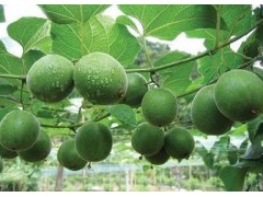 罗汉果提取物 厂家直销